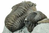 Cluster Of Three Flexicalymene Trilobites - Indiana #308244-5